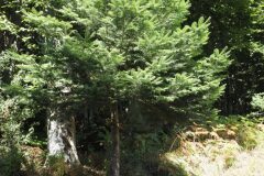 Abies alba_Joaquim Reberte