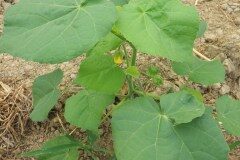 Abutilon theophrasti_Pere Barnola_CC BY-SA