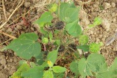 Abutilon theophrasti_Pere Barnola_CC BY-SA