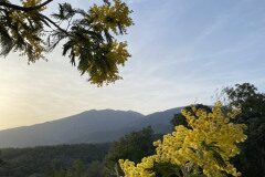 Acacia dealbata_Ivet Costa