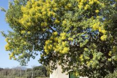 Acacia dealbata_Joaquim Reberte