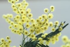 Acacia dealbata_Joaquim Reberte