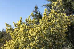 Acacia dealbata_Joaquim Reberte