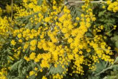 Acacia dealbata_Katarzyna Zarnowiec CC BY-SA