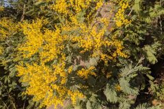 Acacia dealbata_Katarzyna Zarnowiec CC BY-SA