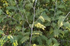 Acacia dealbata_Merce Vallicrosa CC BY-NC