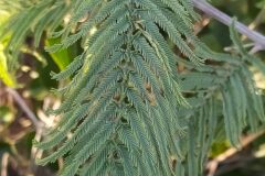 Acacia dealbata_Merce Vallicrosa CC BY-NC