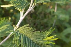 Acacia dealbata_Merce Vallicrosa CC BY-NC