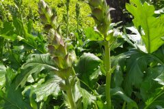 Acanthus mollis_Merce Vallicrosa CC BY-NC
