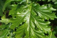 Acanthus mollis_Merce Vallicrosa CC BY-NC