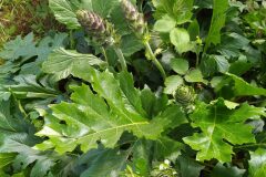 Acanthus mollis_Merce Vallicrosa CC BY-NC