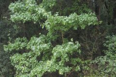 Acer campestre_Joaquim Reberte