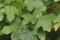 Acer campestre_Joaquim Reberte