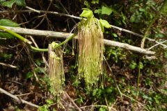 Acer negundo_Josep Maria Panareda CC BY-NC