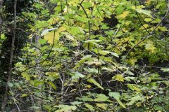 Acer opalus opalus_Gabriel Huguet