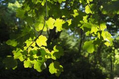 Acer opalus opalus_Joaquim Reberte