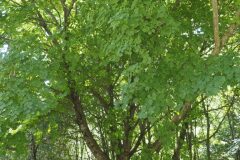 Acer opalus opalus_Joaquim Reberte