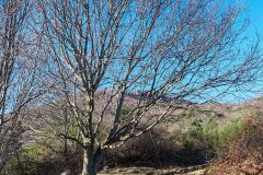 Acer opalus opalus_Joaquim Reberte