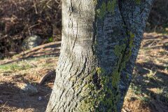 Acer opalus opalus_Joaquim Reberte