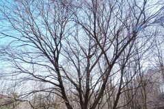 Acer opalus opalus_Joaquim Reberte