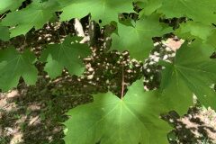 Acer platanoides_Begona Travy CC BY-NC