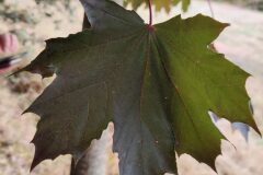 Acer platanoides_Joaquim Reberte CC BY-NC