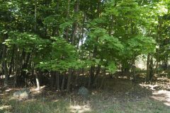 Acer platanoides_Joaquim Reberte