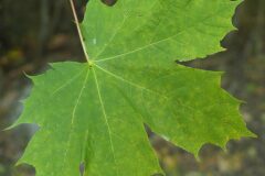 Acer platanoides_Joaquim Reberte