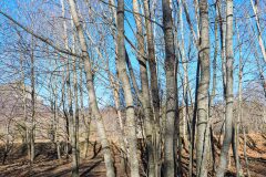 Acer platanoides_Joaquim Reberte