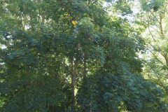 Acer pseudoplatanus_Joaquim Reberte