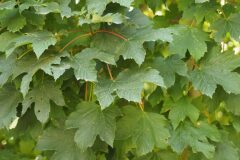 Acer pseudoplatanus_Joaquim Reberte