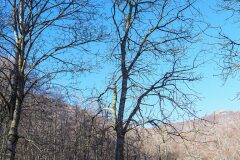 Acer pseudoplatanus_Joaquim Reberte