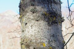 Acer pseudoplatanus_Joaquim Reberte