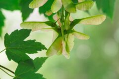 Acer pseudoplatanus_Joaquim Reberte