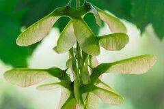 Acer pseudoplatanus_Joaquim Reberte
