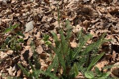 Achillea millefolium_Begona Travy CC BY-NC