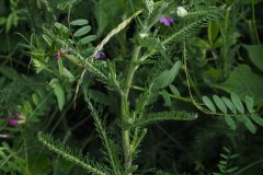 Achillea millefolium_Jordi Puyelo