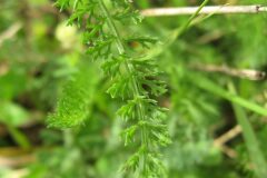 Achillea millefolium_Jordi Puyelo