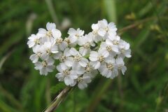 Achillea millefolium_Jordi Puyelo