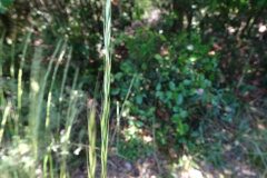 Achnatherum bromoides_Josep Llovera CC BY-NC