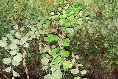 Adiantum capillus veneris_Jaume Marti CC BY-NC