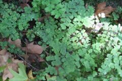Adiantum capillus veneris_Jordi Puyelo