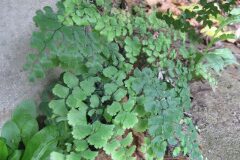 Adiantum capillus veneris_Jordi Puyelo