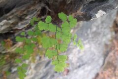 Adiantum capillus veneris_Josep Maspoch CC BY-NC