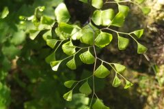 Adiantum capillus veneris_Merce Vallicrosa CC BY-NC