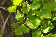 Adiantum capillus veneris_Merce Vallicrosa CC BY-NC