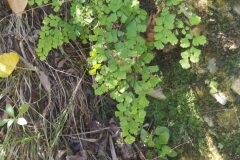 Adiantum capillus veneris_Merce Vallicrosa CC BY-NC