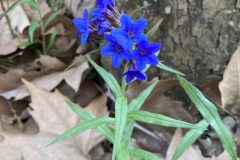 Aegonychon purpurocaeruleum_Gloria Ribes CC BY-NC