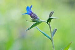 Aegonychon purpurocaeruleum_Joaquim Reberte