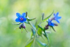 Aegonychon purpurocaeruleum_Joaquim Reberte